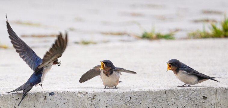 Two fledgling swallows with open beaks and flapping wings are eagerly waiting for their mother swallow to bring them food.