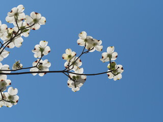 初夏・満開の白いハナミズキの花