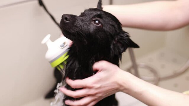 professional grooming industry, female owner rinses and washs out the shampoo bubbles off the black dog giving its a good clean and maintain good health and hygiene.
