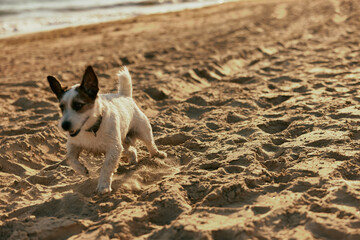 little cute dog runs along the beach during sunset