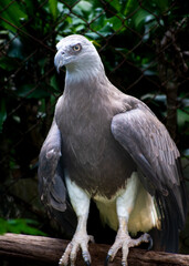 The white bellied sea eagle, Haliaeetus leucogaster, also known as the white breasted sea eagle, is a large diurnal bird of prey in the family Accipitridae