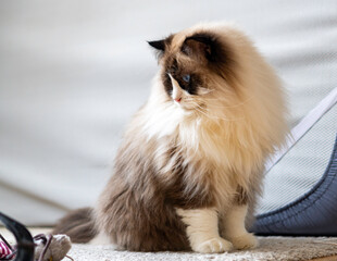 Young adult fluffy white purebred Ragdoll cat with blue eyes, sitting on the floor looking at something.