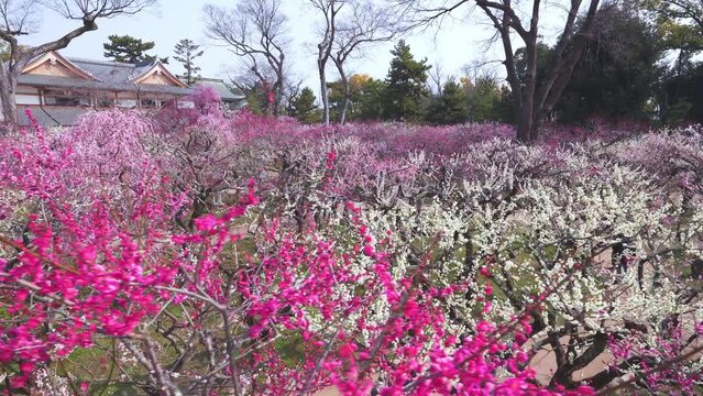 京都　北野天満宮の梅苑　花の庭