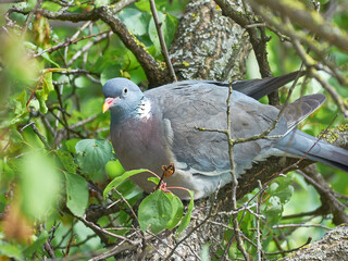 Dove. Pigeon. Vyakhir. Columba palumbus.