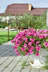 Beautiful Petunia flower with blooming rose petals on the balcony of a country house.