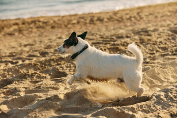 Naklejka na ściany i meble a small, cute, bright dog runs in the summer on the sand