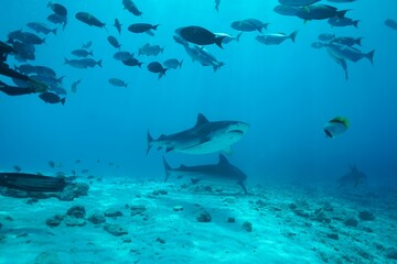 Tiger sharks crusiing in the maldives with diver