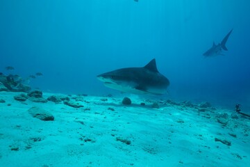 Obraz na płótnie Canvas Tiger sharks crusiing in the maldives with diver