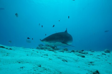 Tiger sharks crusiing in the maldives with diver