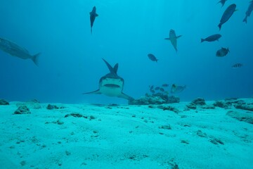 Tiger sharks crusiing in the maldives with diver
