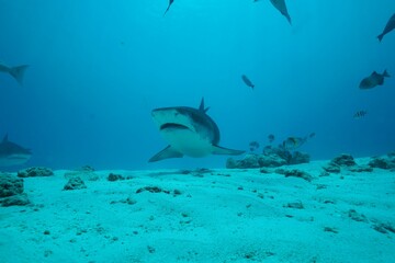 Tiger sharks crusiing in the maldives with diver