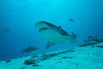 Fototapeta na wymiar Tiger sharks crusiing in the maldives with diver