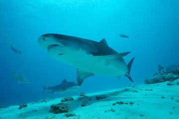 Fototapeta premium Tiger sharks crusiing in the maldives with diver