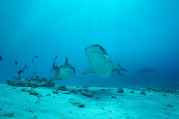 Tiger sharks crusiing in the maldives with diver
