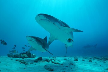 Tiger sharks crusiing in the maldives with diver