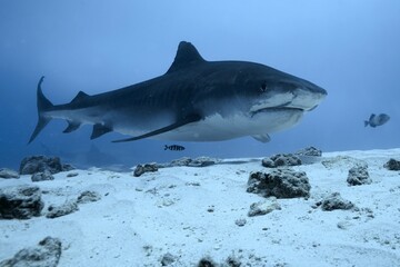 Tiger sharks crusiing in the maldives with diver