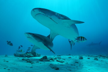 Tiger sharks crusiing in the maldives with diver
