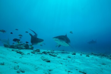 Tiger sharks crusiing in the maldives with diver