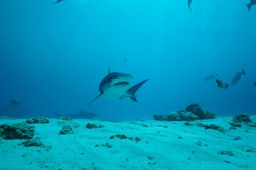 Tiger sharks crusiing in the maldives with diver