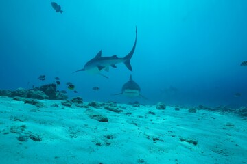 Tiger sharks crusiing in the maldives with diver