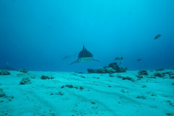 Tiger sharks crusiing in the maldives with diver