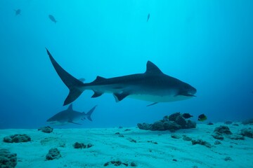 Tiger sharks crusiing in the maldives with diver