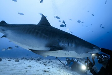 Tiger sharks crusiing in the maldives with diver