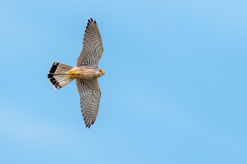 Common kestrel flying in the sky