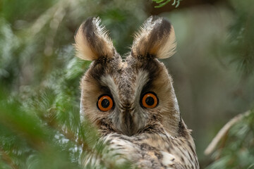 Long-eared owl looking forward with wide opened eyes