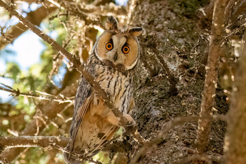 Long-eared owl standing on a branch looking forward with wide opened eyes