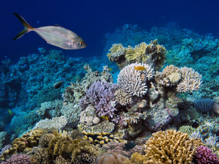 Fototapeta na wymiar Hard coral, Red Sea, Sharm El Sheikh. Egypt