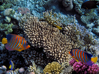 Naklejka na ściany i meble Hard coral, Red Sea, Sharm El Sheikh. Egypt