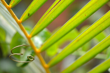 Gros plan sur une feuille de palmier