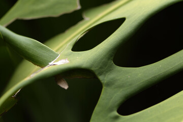 Gros plan sur la feuille d'un faux philodendron
