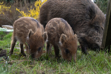 Herd of wild boars looking for a food. Piglets or boarlets, young baby boars and adult big wild swine or pig, Sus scrofa family. - obrazy, fototapety, plakaty