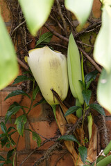 Gros plan sur le fruit d'un faux philodendron