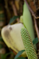 Gros plan sur le fruit d'un faux philodendron