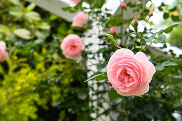 Roses planted in the garden.
