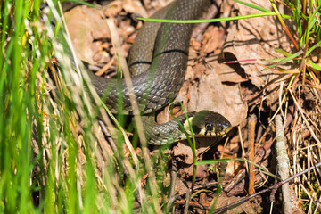 Grass snake creep in the grass