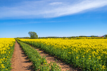 Farm road in a flowering rapeseed field a summer day