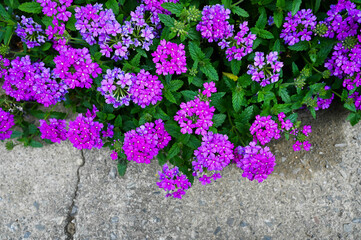 Verbena hybrida in the garden.