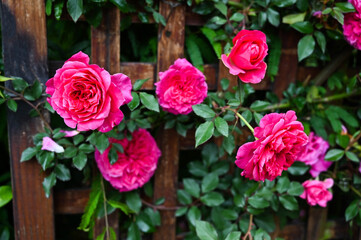 Roses planted in the garden.