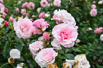 Fototapeta na wymiar Roses planted in the garden.