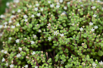 Crassula Browniana is succulent plant.