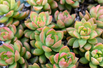 Sedum 'Golden Glow' is succulent plant.