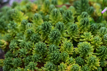 Sedum hispanicum is succulent plant.