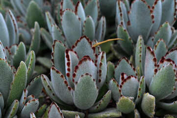 Kalanchoe tomentosa is succulent plants.