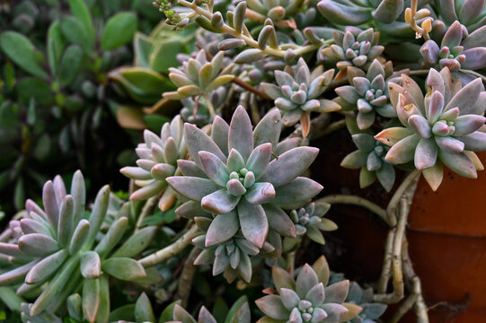 Graptosedum 'Francesco Baldi' is succulent plant.