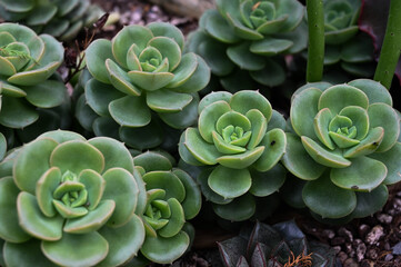 Echeveria cv Victor is succulent plant.