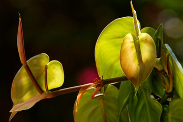 Plante tropicale